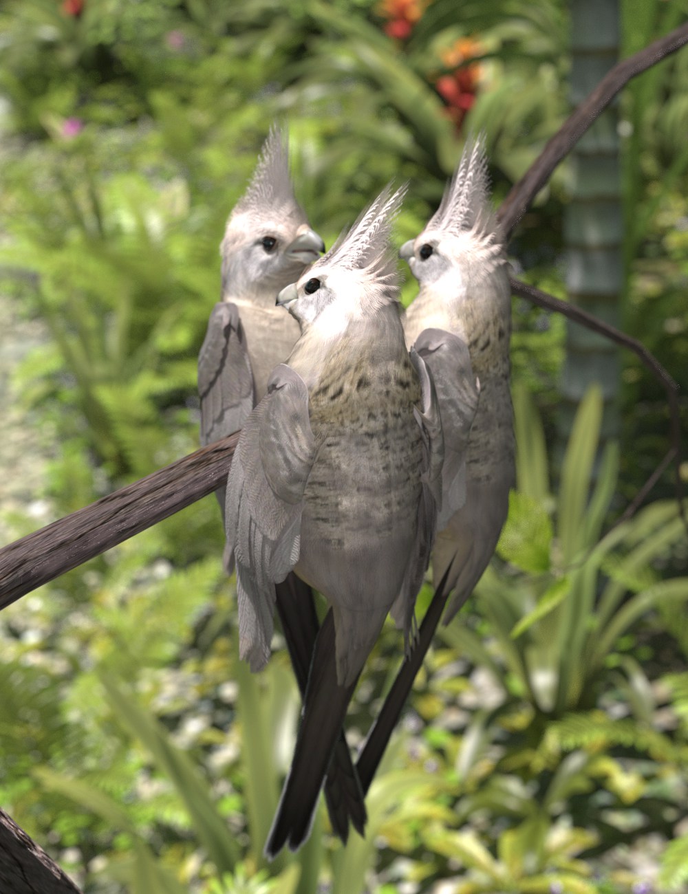 White-headed Mousebird