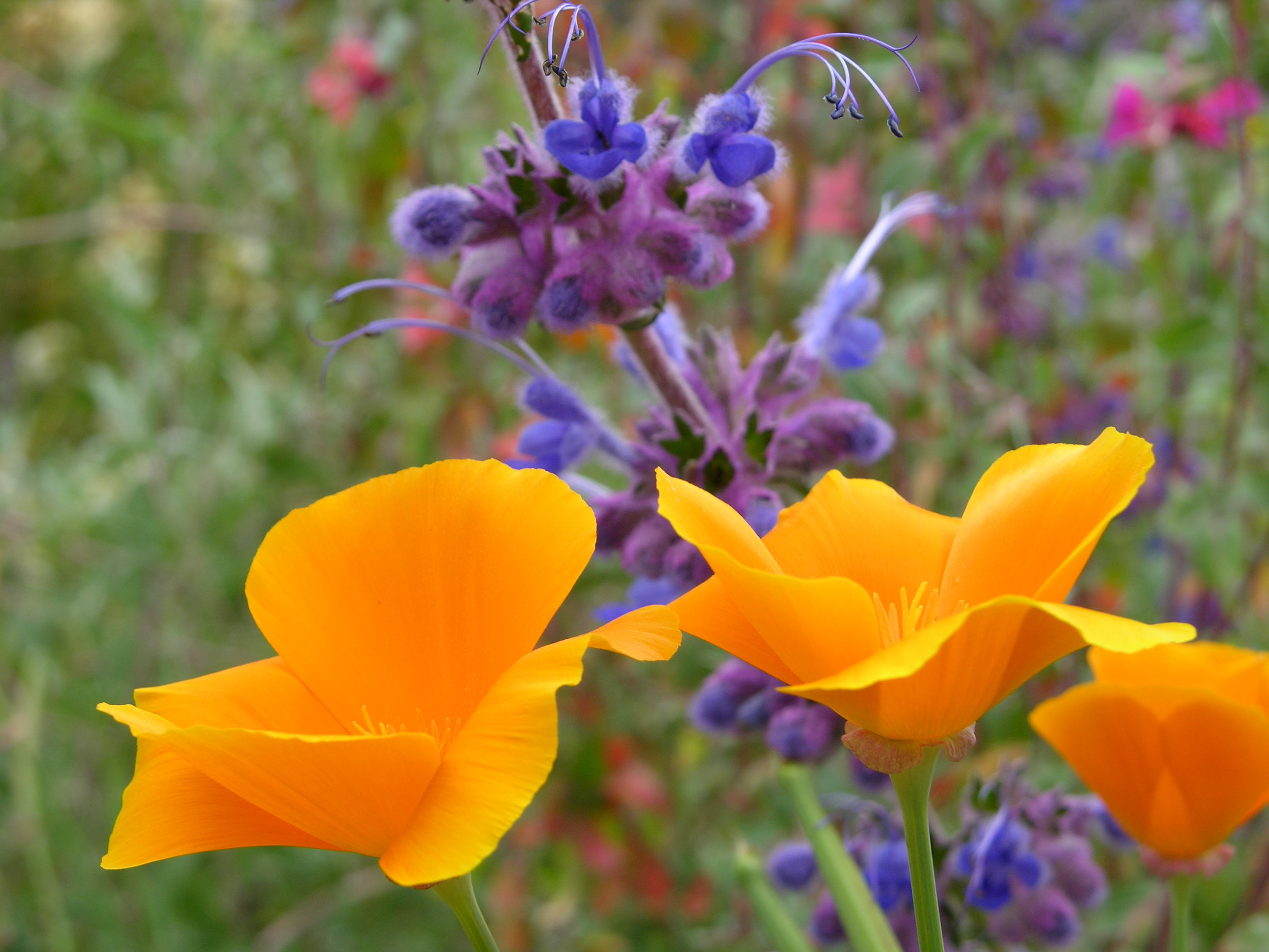 California Poppies and Woolly Blue Curls ©2015 by Ken Gilliland