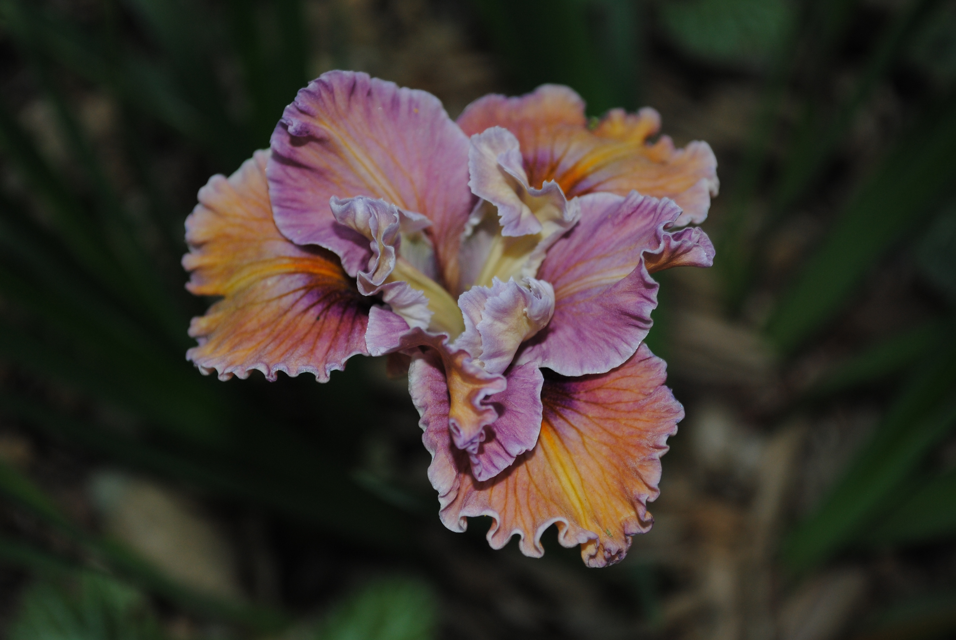 Iris douglasiana hybrid ©2015 by Ken Gilliland