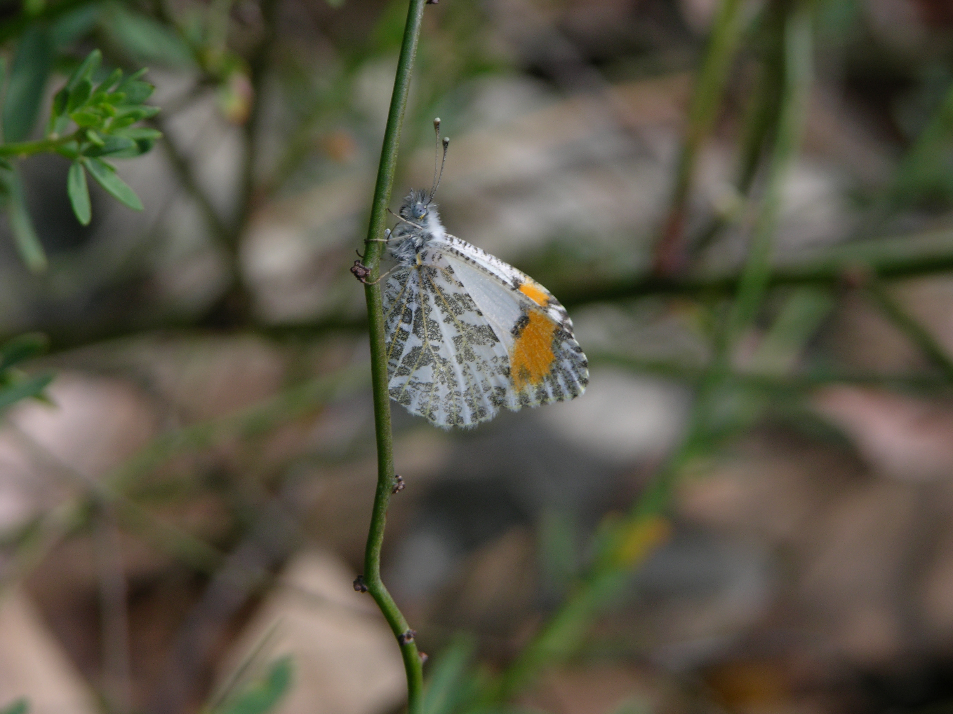 Sarah Orange Tip butterfly ©2015 by Ken Gilliland