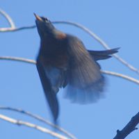 American Robin ©2016 by Ken Gilliland