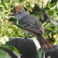 Ashy-throated Flycatcher ©2016 by Ken Gilliland