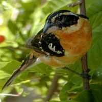 Black-headed Grosbeak ©2016 by Ken Gilliland