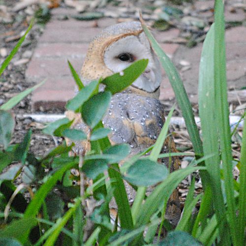 Barn Owl ©2021 by Ken Gilliland