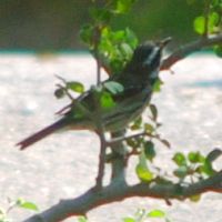 Black-throated Gray Warbler ©2016 by Ken Gilliland