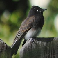 Black Phoebe ©2016 by Ken Gilliland