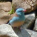 Blue-capped Cordon Bleu ©2016 by Ken Gilliland