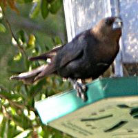 Brown Cowbird ©2016 by Ken Gilliland