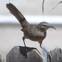 California Thrasher ©2016 by Ken Gilliland