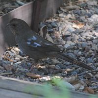 California Towhee partial albino ©2016 by Ken Gilliland