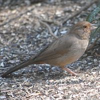 California Towhee ©2016 by Ken Gilliland