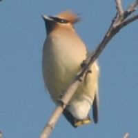 Cedar Waxwing ©2016 by Ken Gilliland