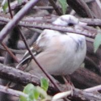 Dark-eyed Junco albino ©2016 by Ken Gilliland