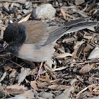 Dark-eyed Junco (Oregon Race) ©2016 by Ken Gilliland