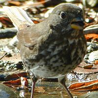 Fox Sparrow (Sooty Race) ©2016 by Ken Gilliland