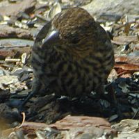 Fox Sparrow (Thick-billed Race) ©2016 by Ken Gilliland