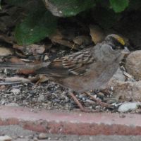 Golden-crowned Sparrow ©2016 by Ken Gilliland