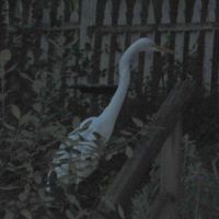 Great Egret ©2016 by Ken Gilliland