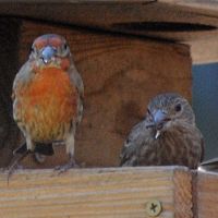 House Finch ©2016 by Ken Gilliland