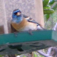 Lazuli Bunting ©2016 by Ken Gilliland