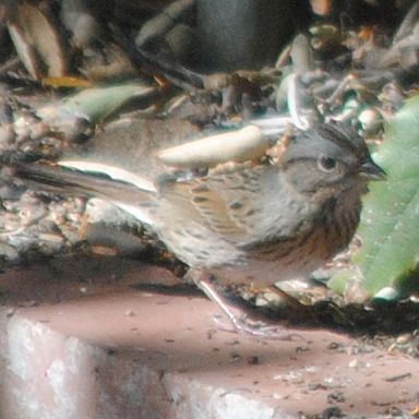 Lincoln's Sparrow ©2016 by Ken Gilliland