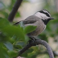 Mountain Chickadee ©2016 by Ken Gilliland