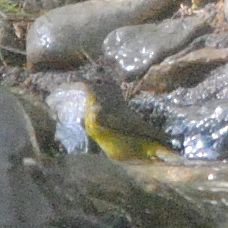 Nashville Warbler ©2016 by Ken Gilliland