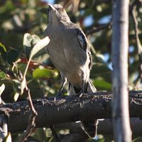 Northern Mockingbird ©2016 by Ken Gilliland