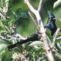 Phainopepla (male) ©2016 by Ken Gilliland