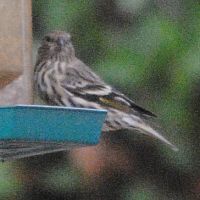 Pine Siskin ©2016 by Ken Gilliland