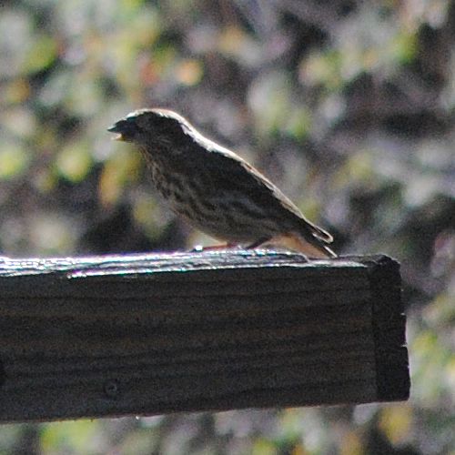 >Lesser Goldenfinch ©2016 by Ken Gilliland