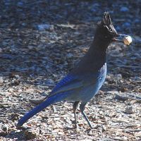 Stellar's Jay ©2016 by Ken Gilliland