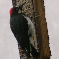 Acorn Woodpecker ©2016 by Ken Gilliland