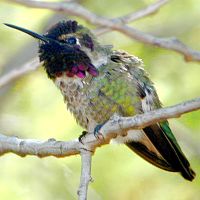 Anna’s Hummingbird ©2016 by Ken Gilliland