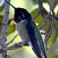 Black-chinned Hummingbird ©2016 by Ken Gilliland