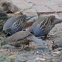 California Quail ©2016 by Ken Gilliland