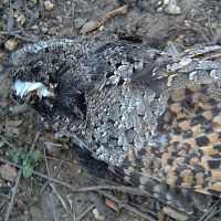 Common Poorwill (roadkill) ©2016 by Ken Gilliland
