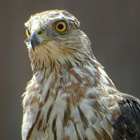 Cooper's Hawk (Juvenile) ©2016 by Ken Gilliland