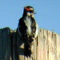 Downy Woodpecker ©2016 by Ken Gilliland