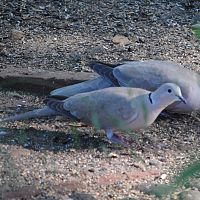 Eurasian Collared Dove ©2016 by Ken Gilliland