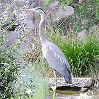 Great Blue Heron ©2016 by Ken Gilliland