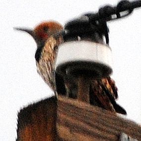 Northern Flicker (Red-shafted) ©2016 by Ken Gilliland
