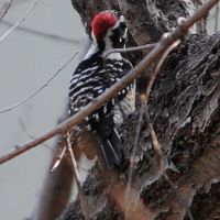 Nuttall's Woodpecker ©2016 by Ken Gilliland