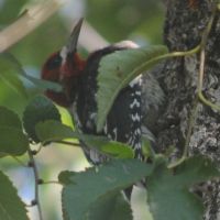 Red-breasted Sapsucker ©2016 by Ken Gilliland