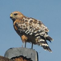 Red-shouldered Hawk ©2016 by Ken Gilliland