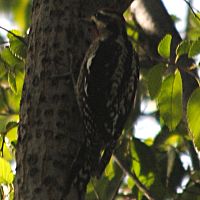 Red-naped Sapsucker ©2016 by Ken Gilliland