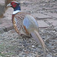 Ring-necked Pheasant ©2016 by Ken Gilliland