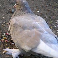 Rock Dove ©2016 by Ken Gilliland