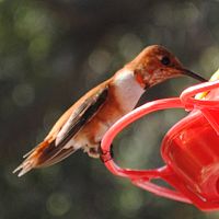 Rufous Hummingbird ©2016 by Ken Gilliland