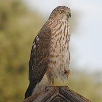 Sharp-shinned Hawk (Juvenile) ©2016 by Ken Gilliland